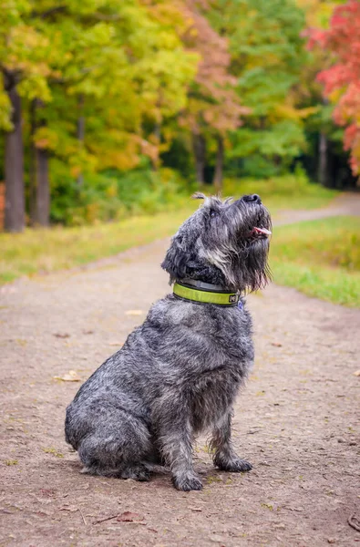 Miniature Schnauzer Dog Walking Autumn Park Warm Day — Stock Photo, Image