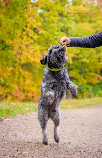 Miniatura Perro Schnauzer Pasear Parque Otoño Día Cálido — Foto de Stock