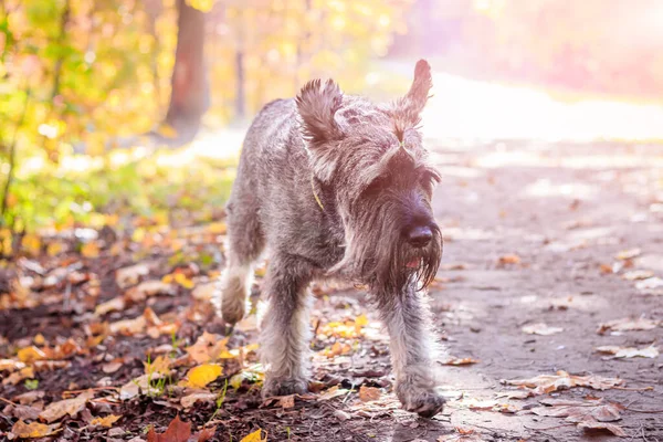 暖かい日に秋の公園を歩くミニチュアシュノーザー犬 — ストック写真