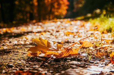 Sonbahar parkında güneşli bir gün. Sarı ağaçlar, altın mevsim. 