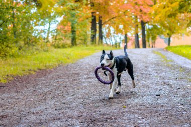 Amstaff dog on walk in autumn park at daytime