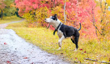 Gündüz vakti güz parkında yürüyüşe çıkan Amstaff köpeği.