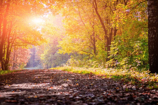Dia Ensolarado Parque Outono Com Árvores Amarelas Temporada Dourada — Fotografia de Stock