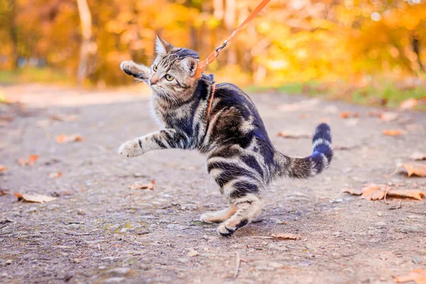 Gato Doméstico Pie Otoño Parque Durante Día — Foto de Stock