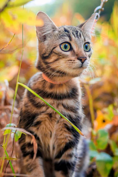 Kucing Domestik Berjalan Taman Musim Gugur Siang Hari — Stok Foto