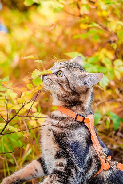 Kucing Domestik Berjalan Taman Musim Gugur Siang Hari — Stok Foto