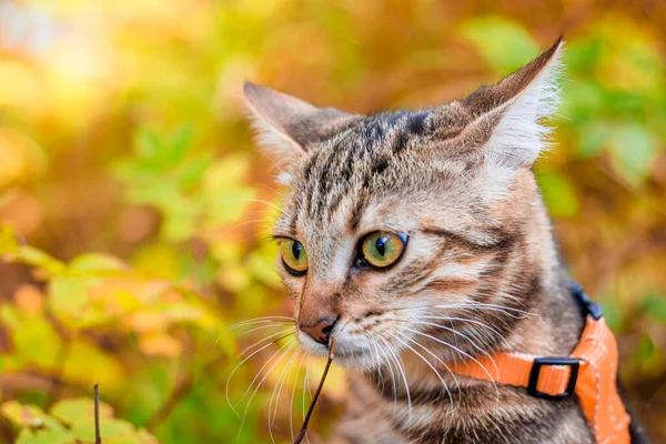Домашняя Кошка Гуляет Осеннем Парке Днем — стоковое фото