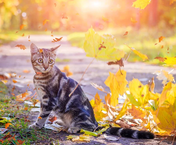 Gato Doméstico Passeio Parque Outono Durante Dia — Fotografia de Stock