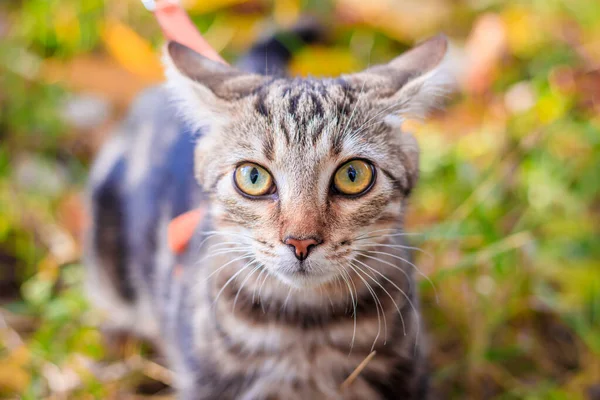 Domowy Kot Spacerze Jesiennym Parku Dzień — Zdjęcie stockowe