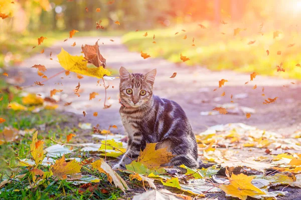 Gato Doméstico Passeio Parque Outono Durante Dia — Fotografia de Stock