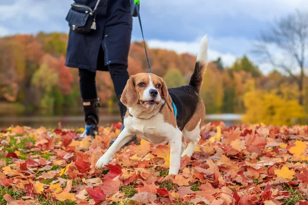 Beagle Dziewczyna Spacer Jesiennym Parku Dzień — Zdjęcie stockowe
