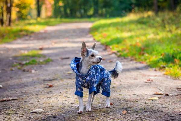 Yorkshire Terrier Pies Spacer Jesiennym Parku — Zdjęcie stockowe