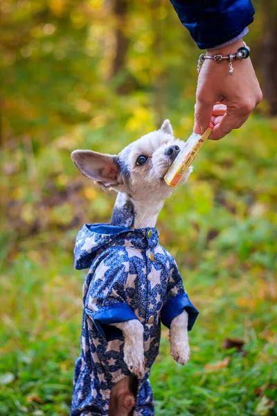 Yorkshire Cane Terrier Passeggiate Nel Parco Autunnale — Foto Stock