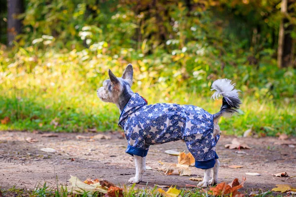 约克郡小狗在秋天的公园里散步 — 图库照片