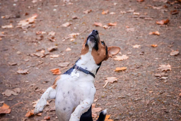 Cane Jack Russell Terrier Piedi Nel Parco Autunnale — Foto Stock