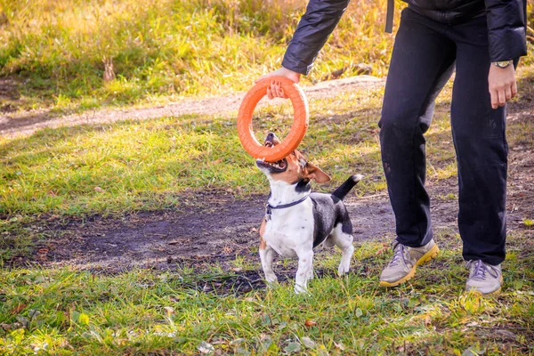 Chien Jack Russell Terrier Marche Dans Parc Automne — Photo