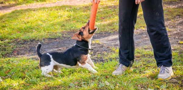 Chien Jack Russell Terrier Marche Dans Parc Automne — Photo