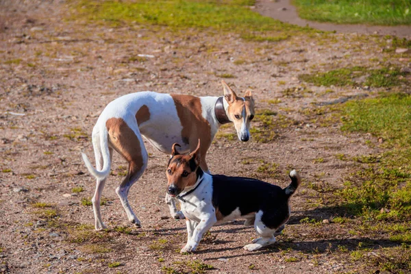 Chien Jack Russell Terrier Jouer Avec Ami Dans Parc — Photo