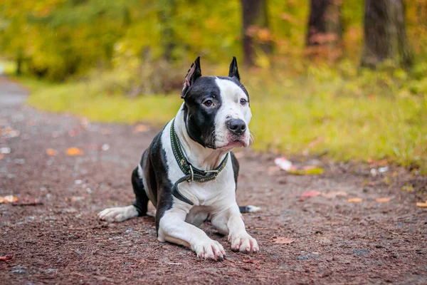 Amstaff Hond Wandeling Het Najaarspark Overdag — Stockfoto