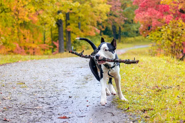 Amstaff Anjing Berjalan Taman Musim Gugur Siang Hari — Stok Foto