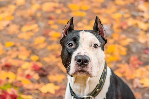 Amstaff Hond Wandeling Het Najaarspark Overdag — Stockfoto