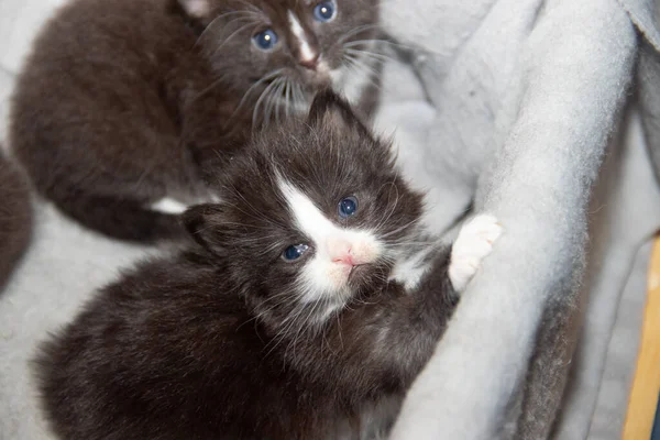 Gatinhos Pretos Bonitos Sentados Caixa — Fotografia de Stock