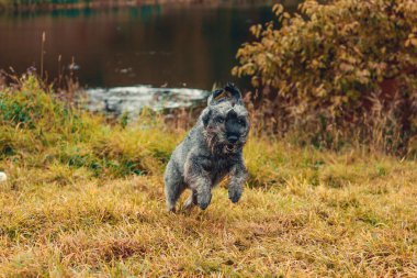 Minyatür schnauzer köpeği sıcak bir günde sonbahar parkında yürüyor.