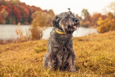 Minyatür schnauzer köpeği sıcak bir günde sonbahar parkında yürüyor.