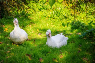 Bahçedeki yeşil çimlerde yürüyen beyaz ördekler