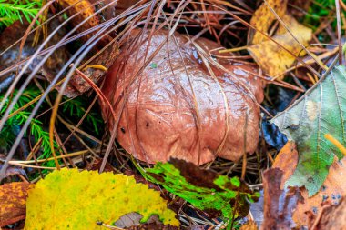 Ormandaki çimlerde donmuş mantarlar