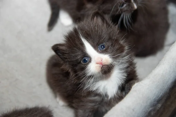 Милые Маленькие Черные Котята Сидят Коробке — стоковое фото