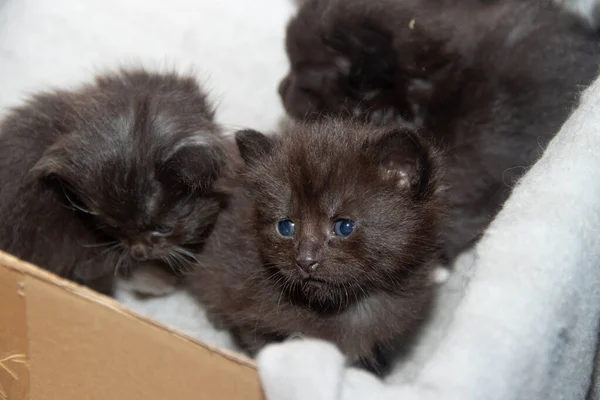 Gatinhos Pretos Bonitos Sentados Caixa — Fotografia de Stock