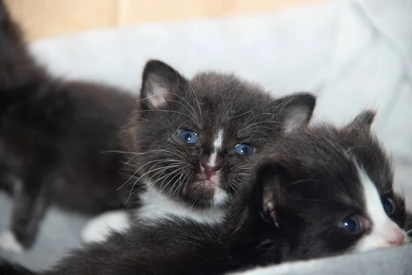 Милые Маленькие Черные Котята Сидят Коробке — стоковое фото