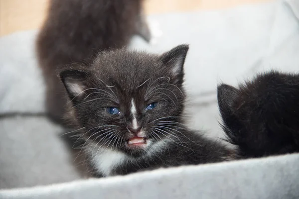 Маленький чёрный котёнок в коробке. Животные . — стоковое фото