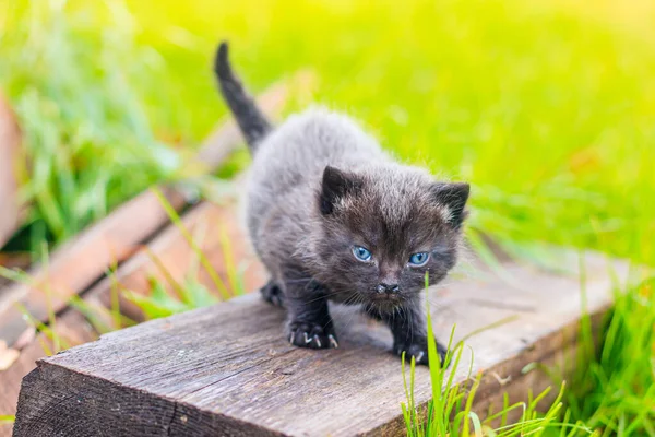 Korkmuş Kedi Yavrusunun Kütüğün Üzerinde Dikilip — Stok fotoğraf