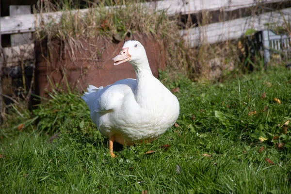 Canard Domestique Blanc Marchant Sur Herbe Verte Dans Jardin — Photo