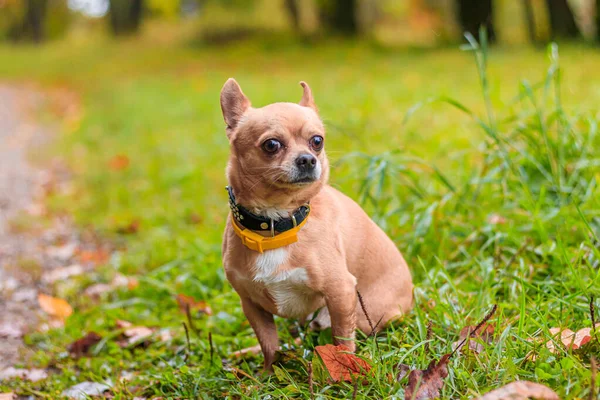 Chihuahua Hund Promenad Höstparken — Stockfoto