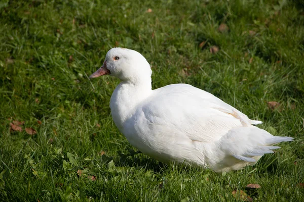 Bahçedeki Yeşil Çimlerde Yürüyen Beyaz Ördek — Stok fotoğraf
