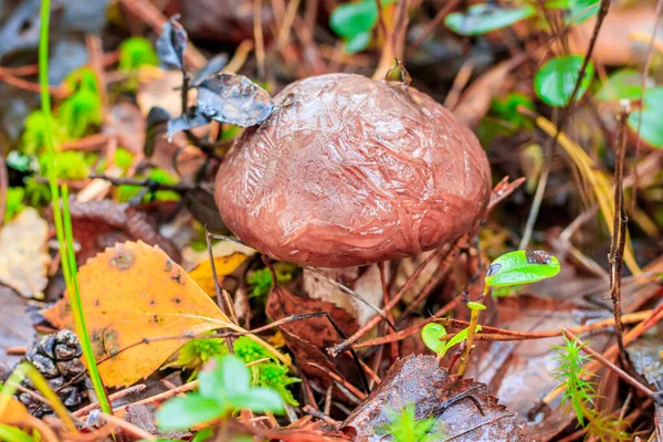 Setas Congeladas Hierba Bosque — Foto de Stock