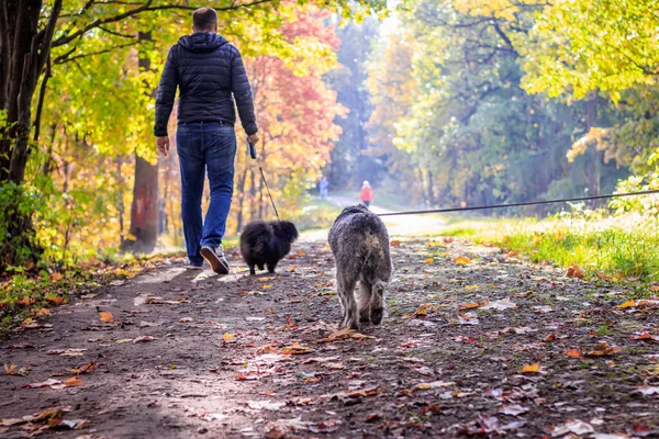 Minyatür schnauzer köpeği sıcak bir günde sonbahar parkında yürüyor.