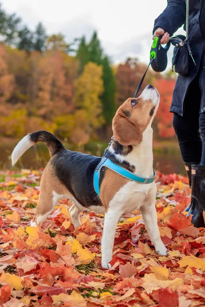 Beagle Girl Walk Autumn Park Daytime — Stock Photo, Image