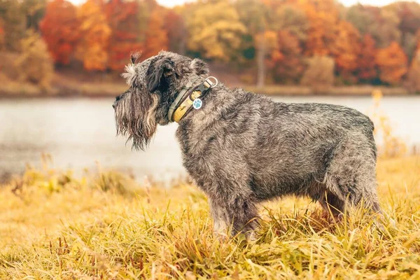 Miniature Schnauzer Dog Walking Autumn Park Warm Day — Stock Photo, Image