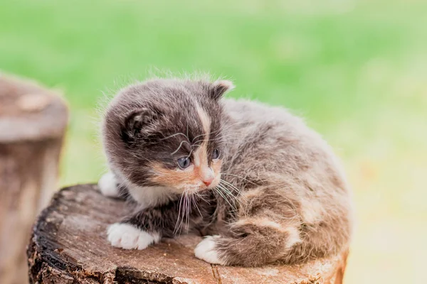 Primer Plano Asustado Gatito Pie Registro —  Fotos de Stock