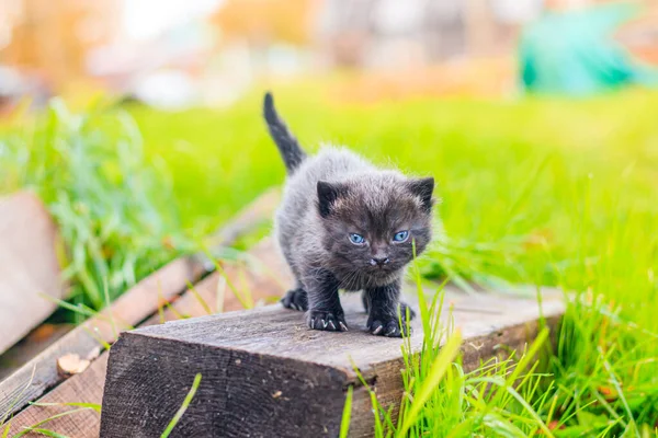 Korkmuş Kedi Yavrusunun Kütüğün Üzerinde Dikilip — Stok fotoğraf