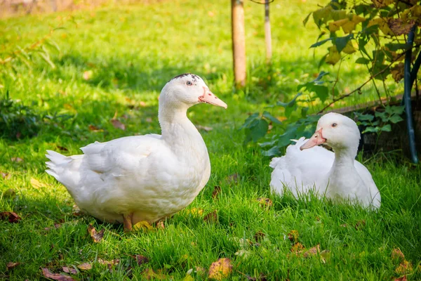 Witte Eenden Lopen Groen Gras Tuin — Stockfoto