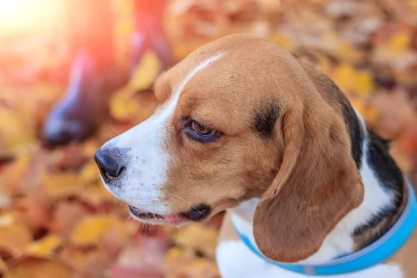 Beagle Girl Walk Autumn Park Daytime — Stock Photo, Image