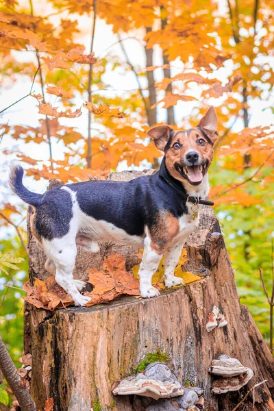 Dog Jack Russell Terrier Séta Őszi Parkban — Stock Fotó