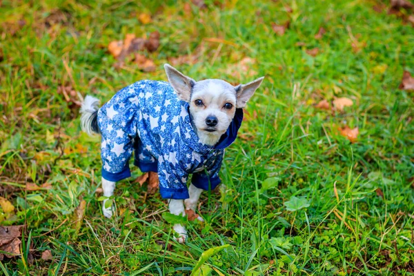 约克郡小狗在秋天的公园里散步 — 图库照片