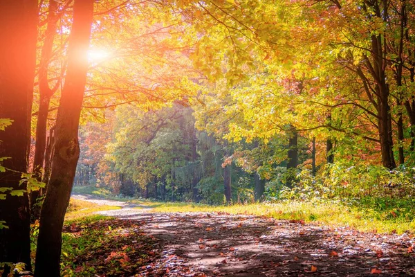 Słoneczny Dzień Jesiennym Parku Żółtymi Drzewami Złoty Sezon — Zdjęcie stockowe
