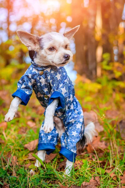 Yorkshire Terrier Pies Spacer Jesiennym Parku — Zdjęcie stockowe